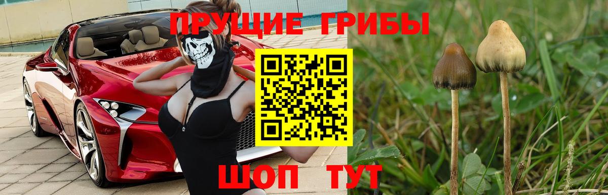 Галлюциногенные грибы Cubensis Биробиджан